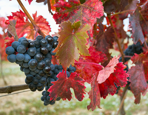 IN LAST MOMENTS OF THE SUMMER... LA RIOJA AND RIOJA ALAVESA HARVEST FESTIVAL