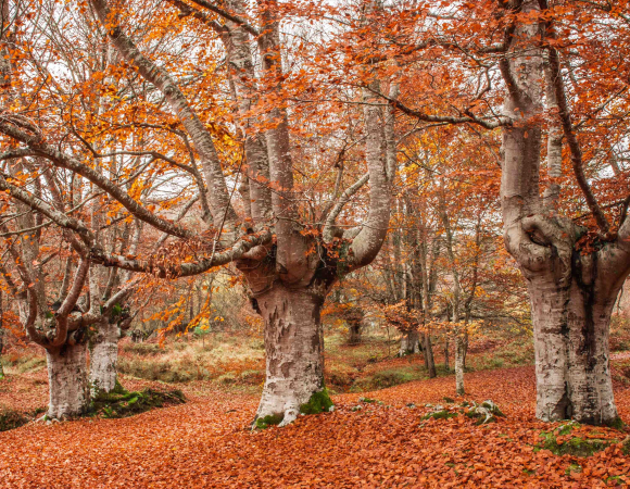 The Natural Parks of Bizkaia 
