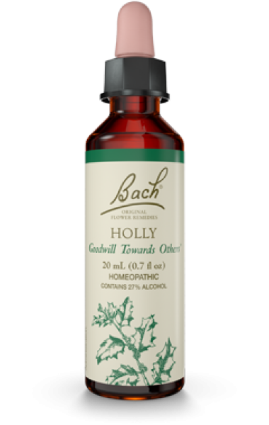 Holly (Acebo) Nelsons Holly (Acebo) Nelsons