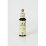 Holly (Acebo) Nelsons Holly (Acebo) Nelsons